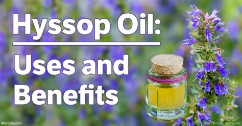 Hyssop Oil Benefits and Uses