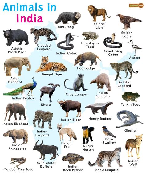 Animals in India: List and Facts with Pictures