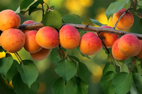 Fruit trees: the five easiest to grow - The English Garden