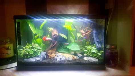 My Planted 10 gallon betta tank : r/Aquariums