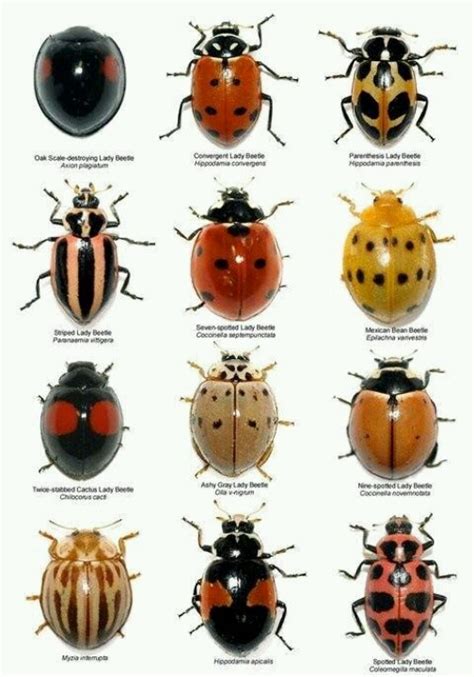 Ladybug identification guide | organic garden | Pinterest