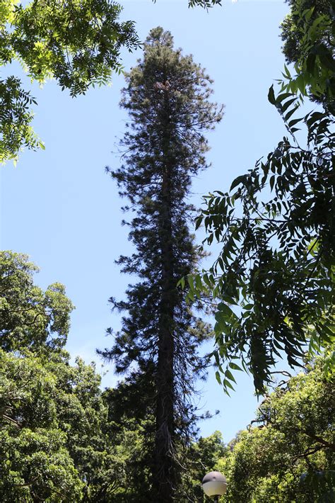 New Caledonia Pine (Araucaria columnaris) | An old planted t… | Flickr