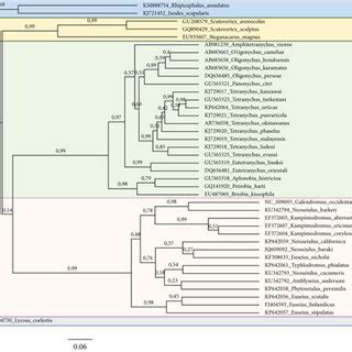 Evolutionary relationships of Acari taxa based on internal transcribed ...