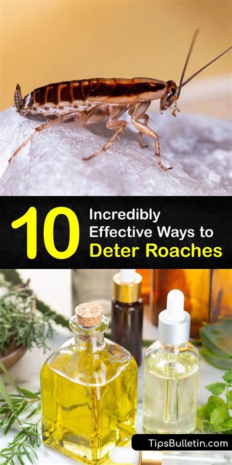 Deterring Roaches the Easy Way - Natural Roach Deterrents in 2023 ...