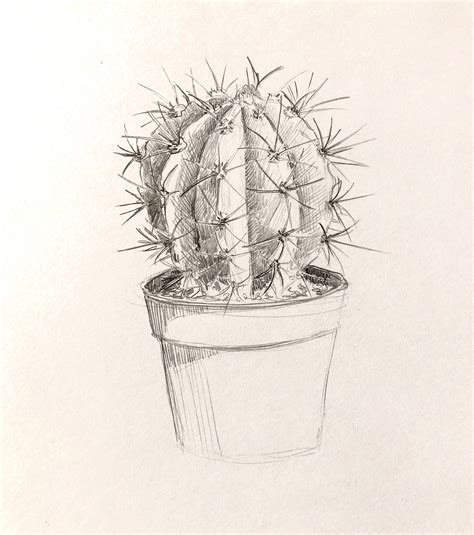 Cactus Drawing | ubicaciondepersonas.cdmx.gob.mx