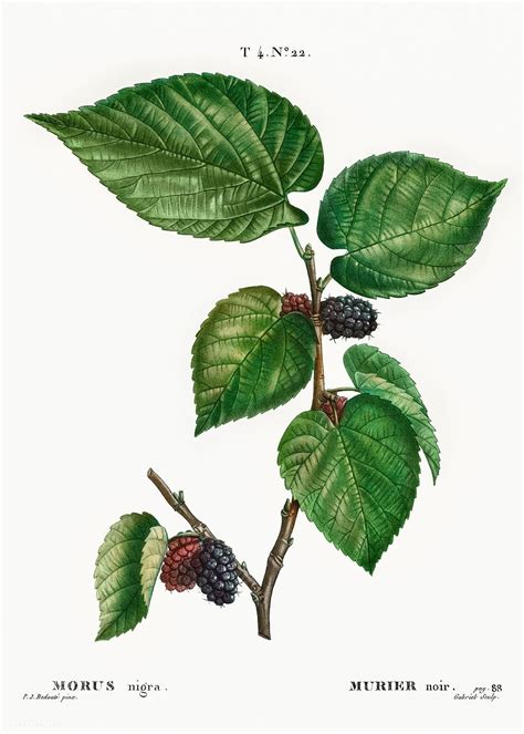 red mulberry tree identification - Rosalba Cramer