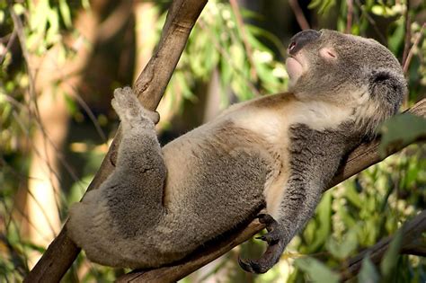 What Do Koalas Eat? - WorldAtlas