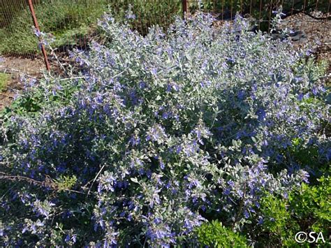 Teucrium fruticans 'Azureum' | California Flora Nursery