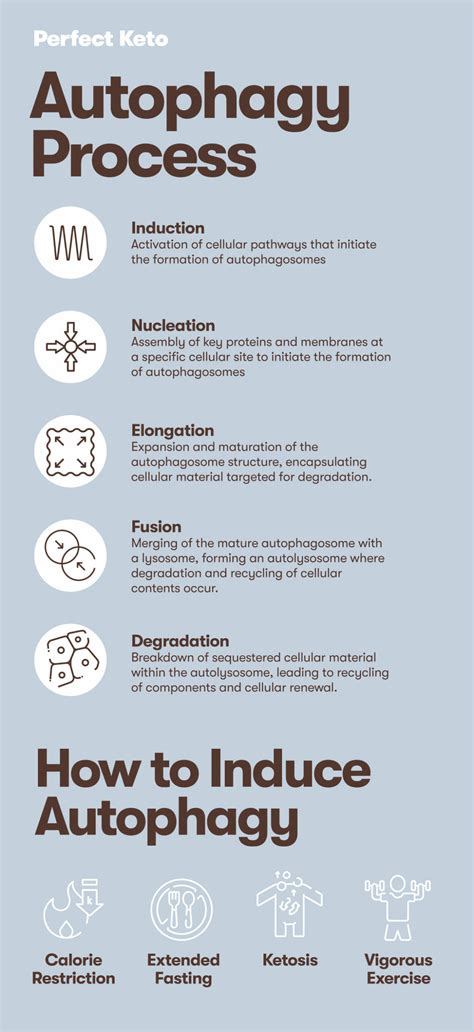 Understanding Autophagy: A Comprehensive Guide