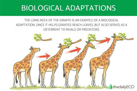 Biological Adaptation - How Many Types Are There?