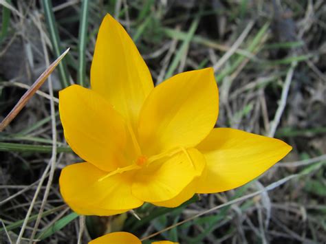 Free photo: Pretty yellow crocus flower - Beautiful, Beauty, Close-up ...