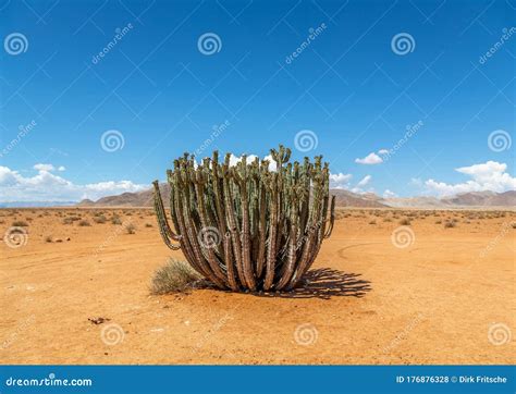 Plants and Trees at the Namib Desert in Namibia Stock Photo - Image of ...