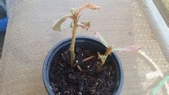 Growing Loquat tree from cutting?