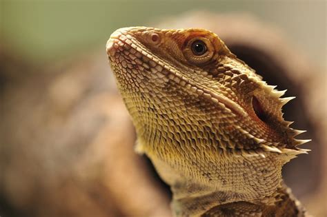 Ultimate Bearded Dragon Care Guide & Checklist | Petbarn