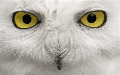 Download Animal Snowy Owl HD Wallpaper