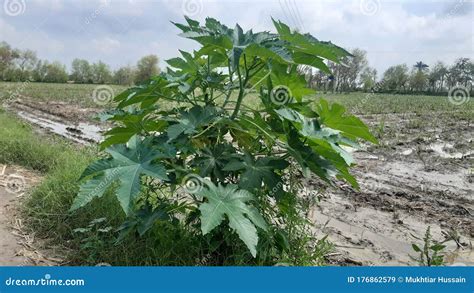 Ricinus Communis (African Wonder Tree, Castor Bean, Castor Bean ...