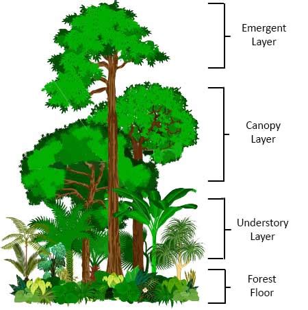 Rainforest - (Information + Facts) - Science4Fun