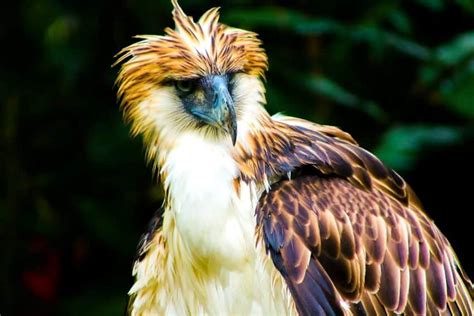 Philippine Eagle: Species Overview, Conservation and Threats