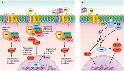 CREB Signaling Pathway