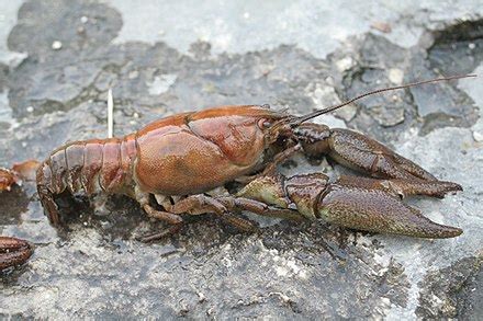 Crayfish - Wikipedia