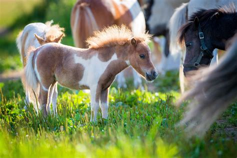 Miniature Horse Breed Profile