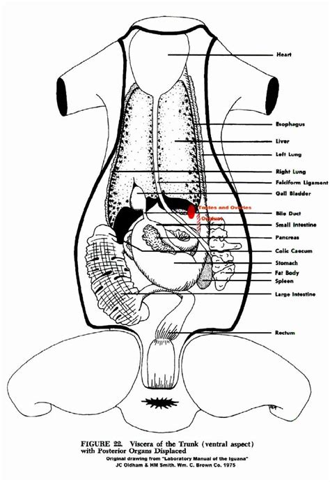 Iguana Ovaries and Testes