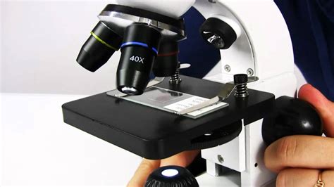 Microscope Slides: Microscope Slides With Specimens