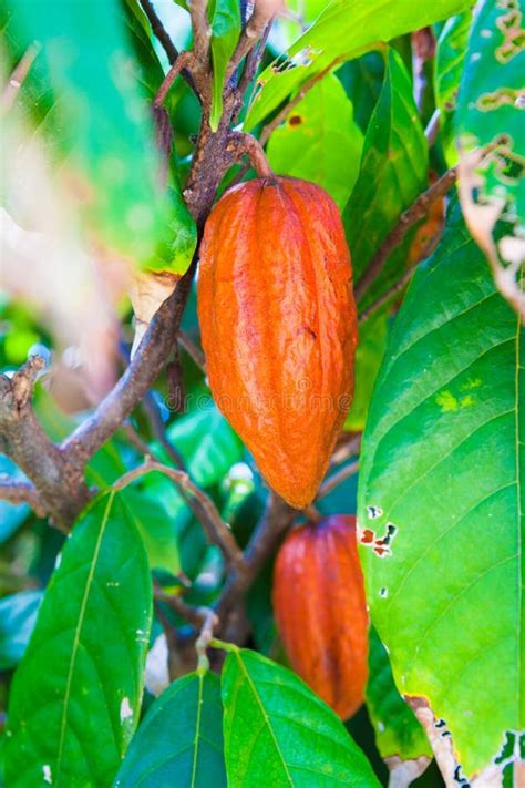 Cocoa Bean in Fruit on Tree Stock Image - Image of island, foliage ...