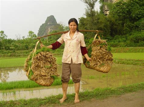 Nurturing the shoots of China's sustainable agriculture | China Dialogue