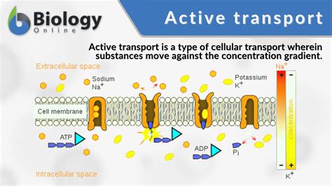 Active transport - Definition and Examples - Biology Online Dictionary