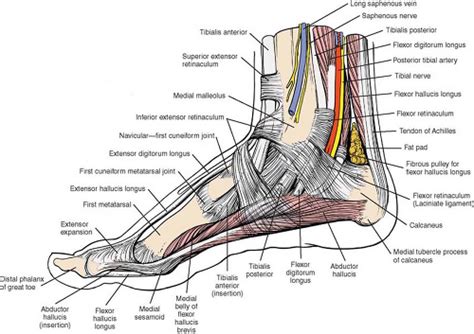 Medial Malleolus Anatomy