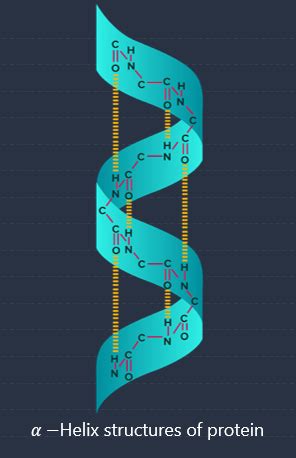 α Helix is a secondary structure of proteins formed by twisting of ...