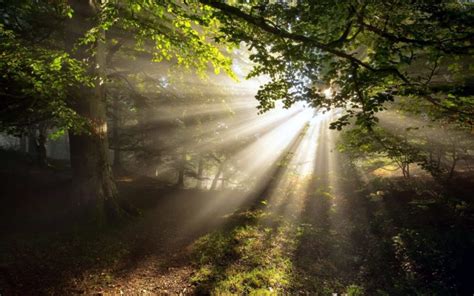 nature, Landscapes, Trees, Forest, Leaves, Path, Trail, Tracks, Spring ...