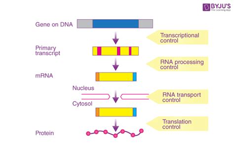 Gene Regulation - An overview of Gene Expression and Regulation