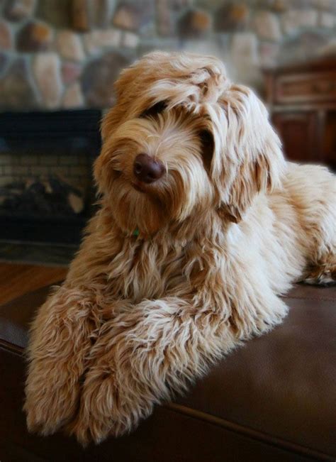 19 best Apricot Australian Labradoodles images on Pinterest