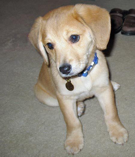 Beagle Lab Mix | Beagle Puppy