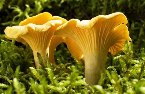 Girolle (chanterelle) : connaître et reconnaître les girolles | Pratique.fr