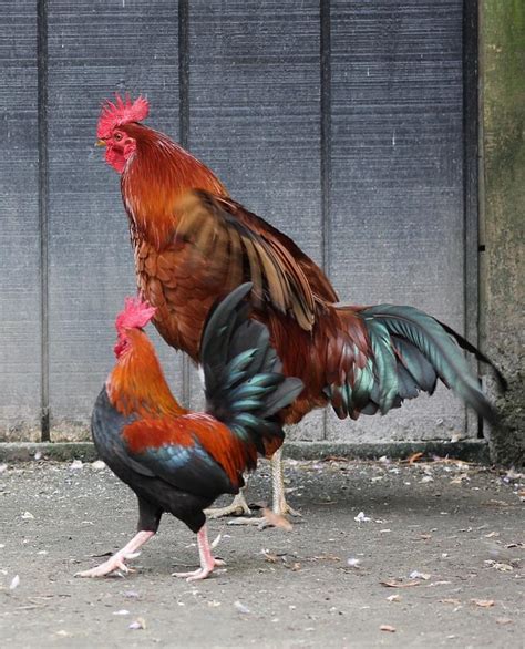 Big and Little Rooster Photograph by Jeanne Juhos - Fine Art America