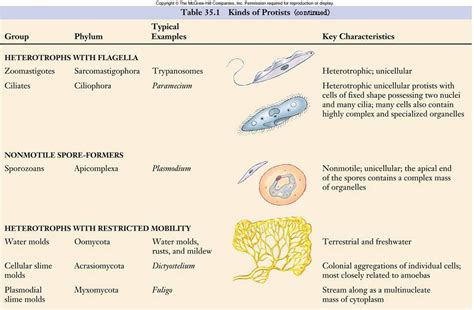 Kingdom Protista - BIOLOGY4ISC