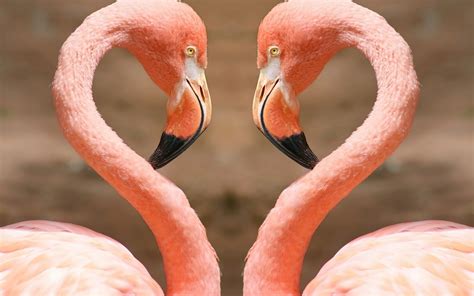 Download Animal Flamingo HD Wallpaper