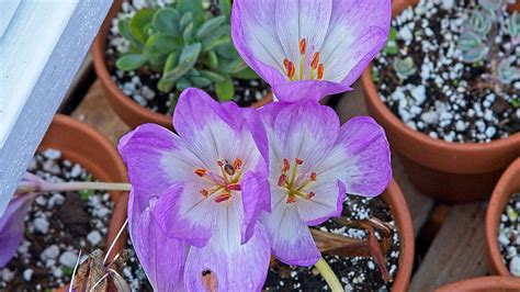 Colchicum autumnale - Oceanside Garden