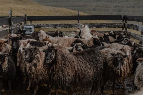 Sheep farming in the Faroe Islands