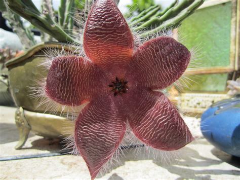 The Stunning Stapelia Succulent Flower