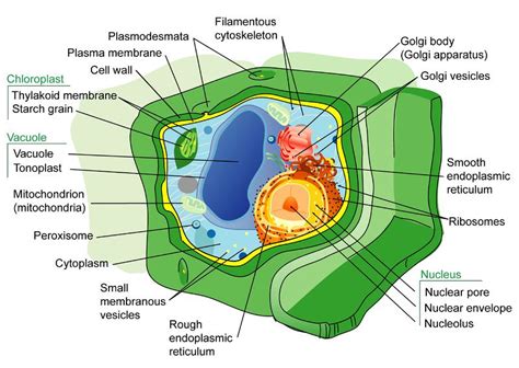 2. 10: Plant Cell Structures - Biology LibreTexts