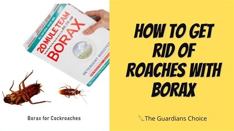 Roach Control With Borax: Effective Methods To Get Rid Of, 40% OFF