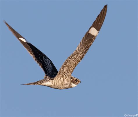 Common Nighthawk Photos - Photographs - Pictures