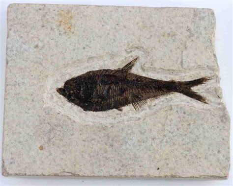 Sold Price: ANCIENT FISH FOSSIL SPECIMEN - July 3, 0122 9:00 AM EDT