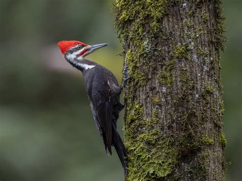 How Big Are Pileated Woodpeckers? (Wingspan + Size) | Birdfact