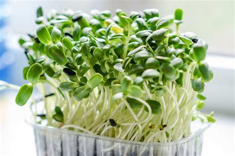 How To Grow Sprouts At Home, A Beginners Guide | Agri Farming