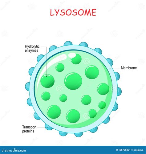 Lysosome Anatomy Cartoon Vector | CartoonDealer.com #185705801